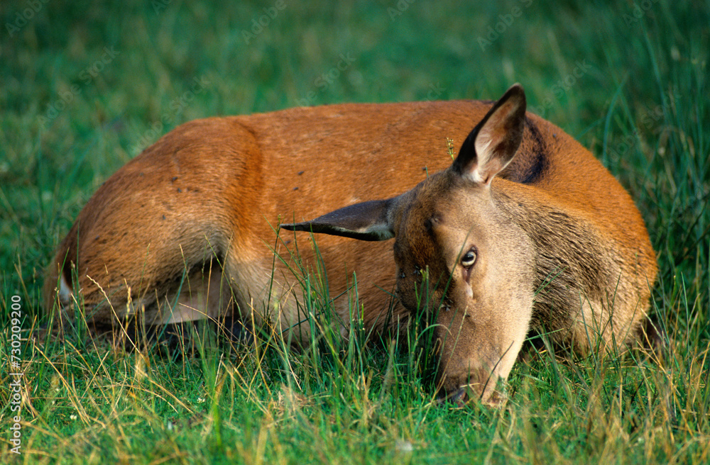 Fototapeta premium Cerf élaphe, biche, Cervus elaphus