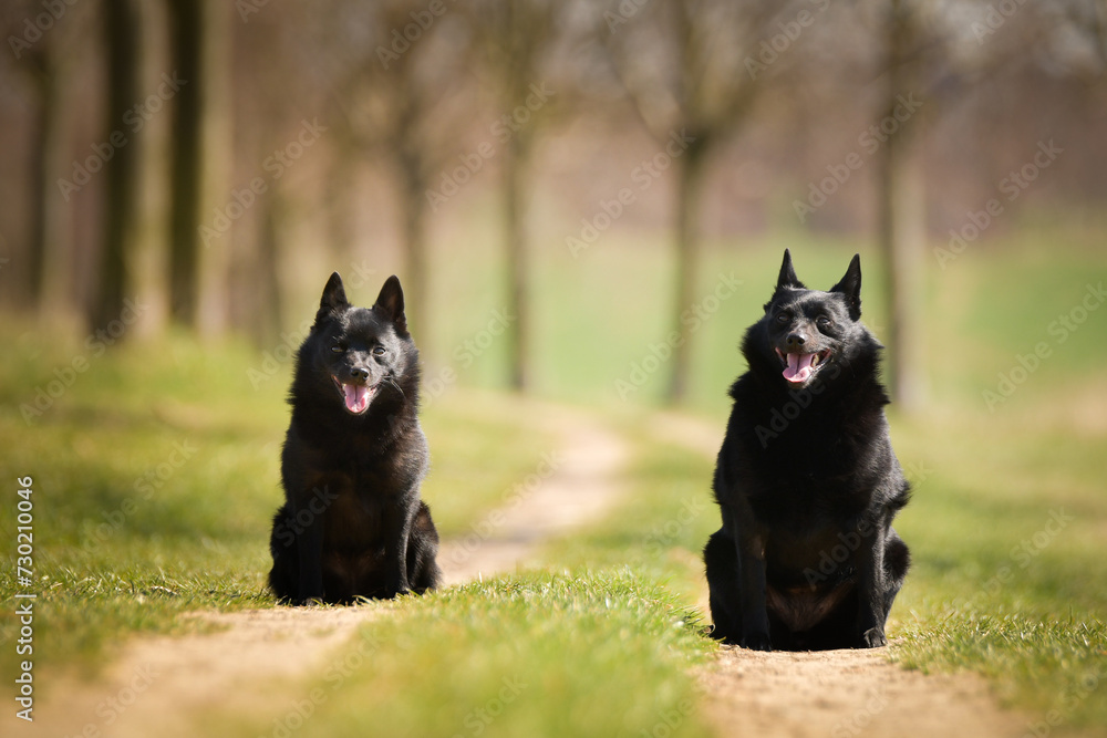 Two dogs of schipperke are sitting in grass. Summer day in nature with dogs. walk with dog	