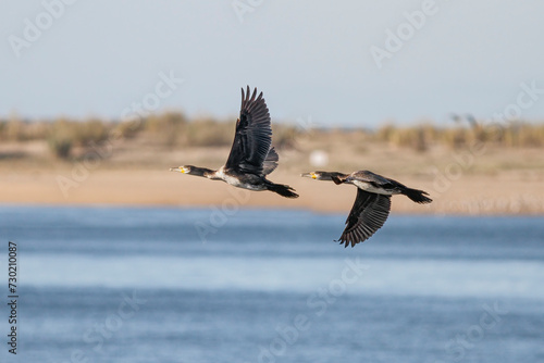 Cormorants in flight over river