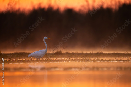 Great Egret in Morning 
