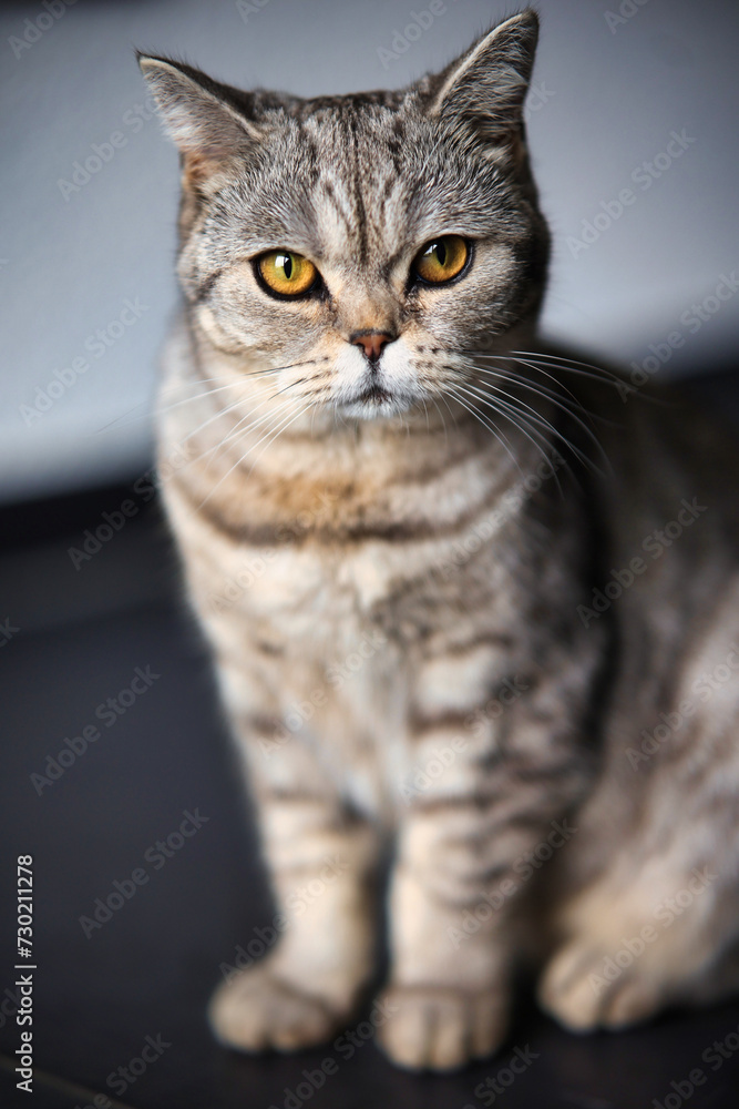 Cat, British Shorthair, Tabby in portraits..