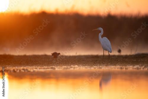 Great Egret in Misty Morning  © tahir
