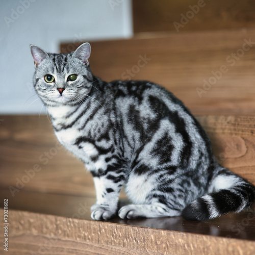 British Shorthair cat, in the apartment in portraits. Photo with wide aperture available light.