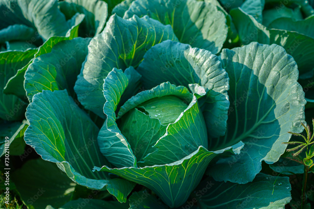 Obraz premium Freshly harvested cabbage.