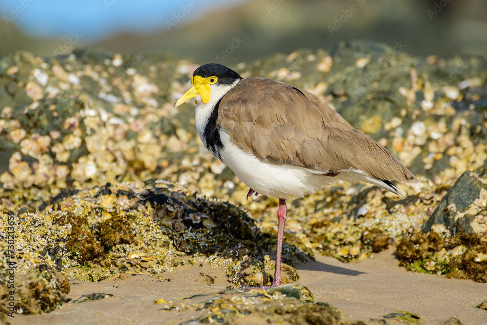 Bird Shell Vs Masked lapwing (Vanellus miles) medium size bird, animal stands between ...