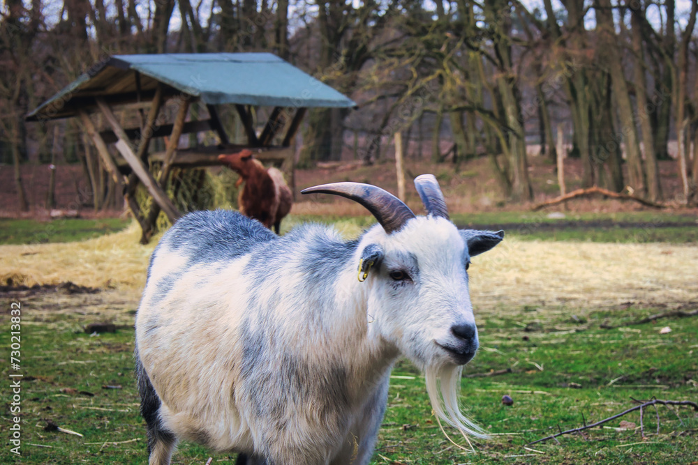 Obraz premium Close up Portrait of a Goat - Capra Aegagrus Hircus - Goat - Cute - Funny - Portrait - Meadow - High quality