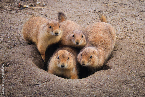 Obraz na płótnie Präriehund - Erdhörnchen - Nagetier - Pelz - Pelzig - Tier - Animal - Cute Prair