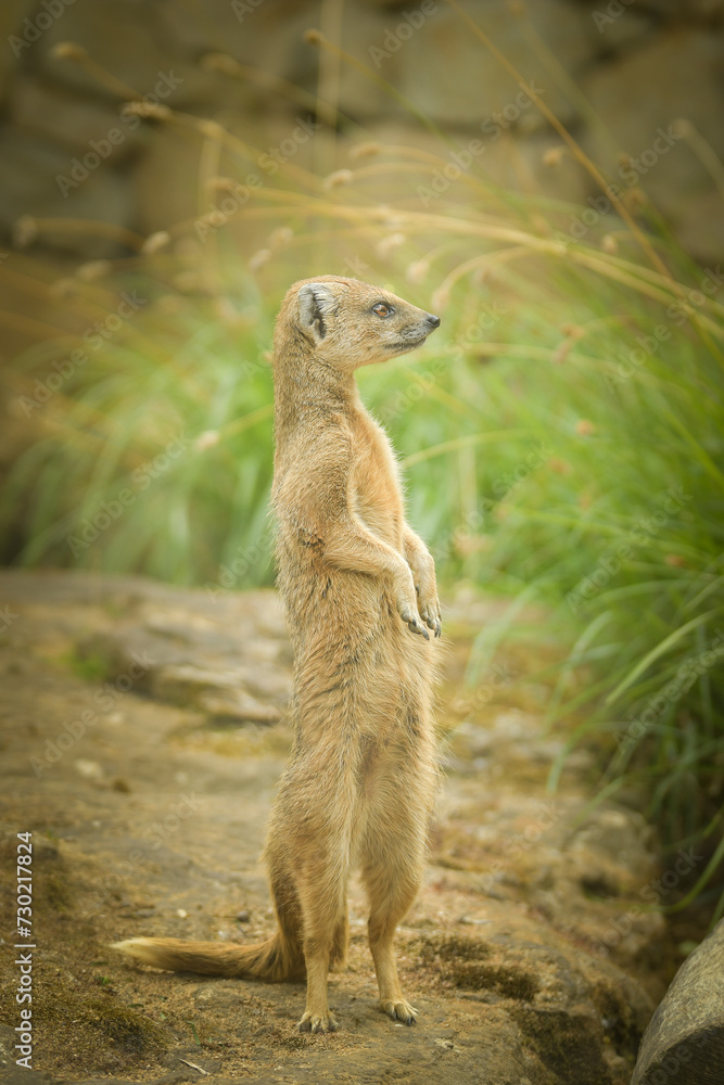 Fototapeta premium A mongoose is begging in its enclosure at the zoo. Summer sunny day at the zoo. Happy animal in captivity