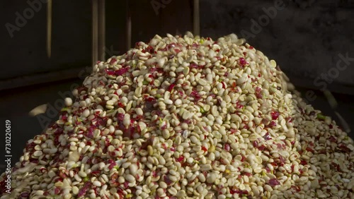 Coffee bean farming and production in Brazil