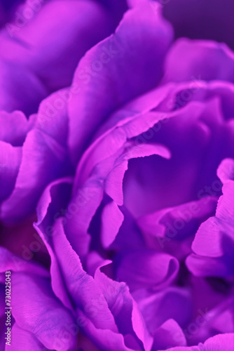 Purple flower and its petals are large