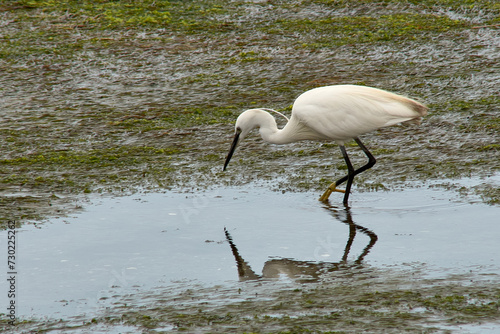 Little egret in the Ramallosa marsh, Galicia, Spain photo