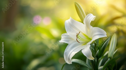 Pristine Easter Lily Blooming closeup background. A single Easter lily in green garden backdrop with a soft-focus effect. photo