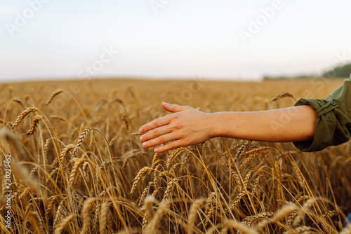 Wheat quality check. Farmer woman with ears of wheat in a wheat field.  Harvesting. Agribusiness. Gardening concept. 