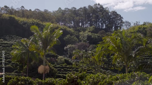 Coffee bean farming and production in Brazil