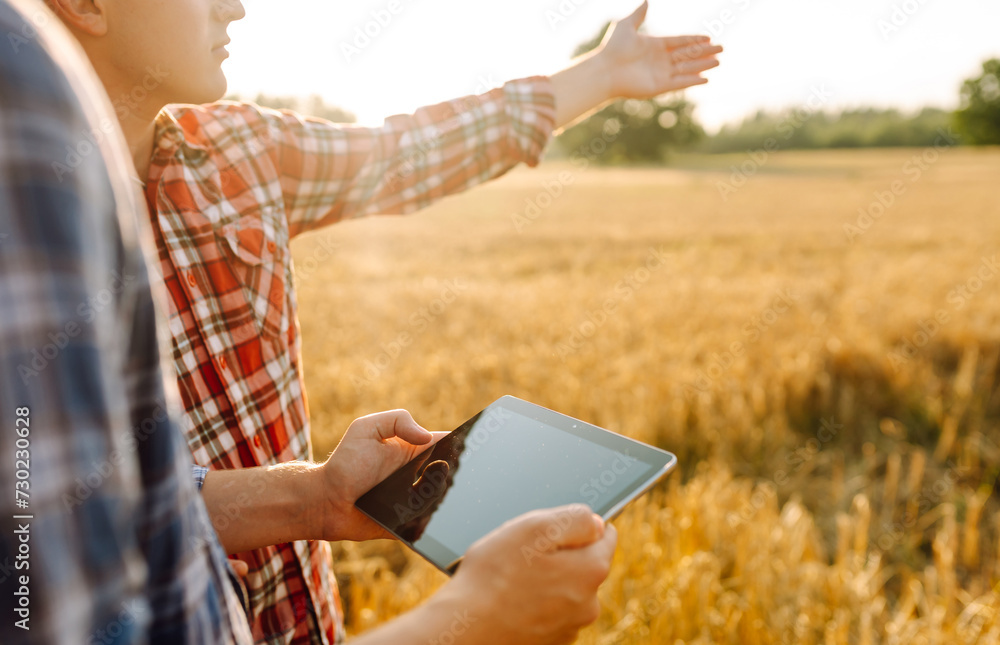 Two young farmers standing in wheat field examining crop holding tablet using internet. Modern agriculture technology. Smart farming concept. - obrazy, fototapety, plakaty 