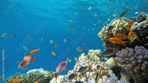Underwater life in the ocean. Tropical fish. Ocean.