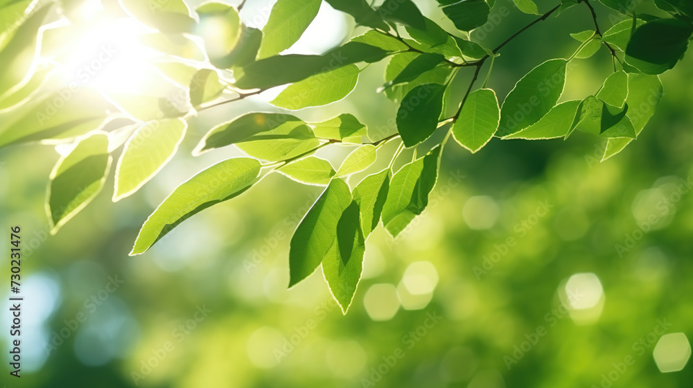 Rich green leaves tree waving in wind. Beautifulgreen leaves background,Organic product Rich green leaves tree waving in wind. Beautifulgreen leaves background,Organic product