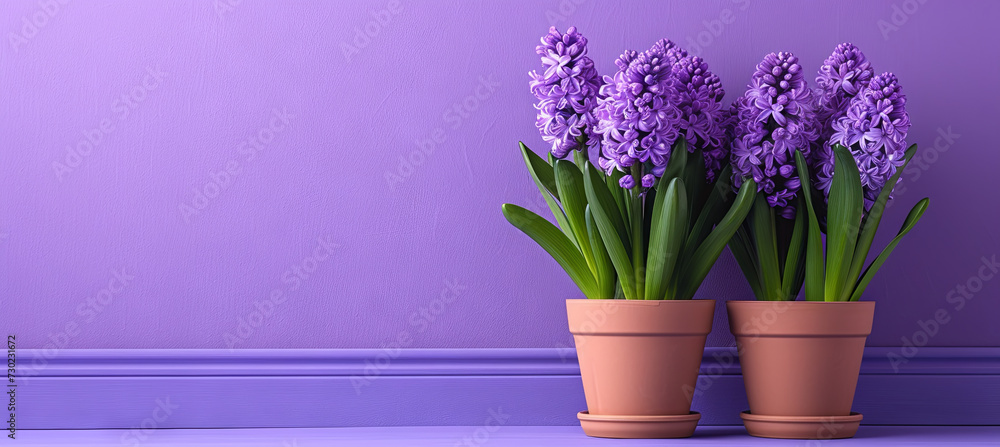 two bouqet of Hyacinth in a pot on the purple background