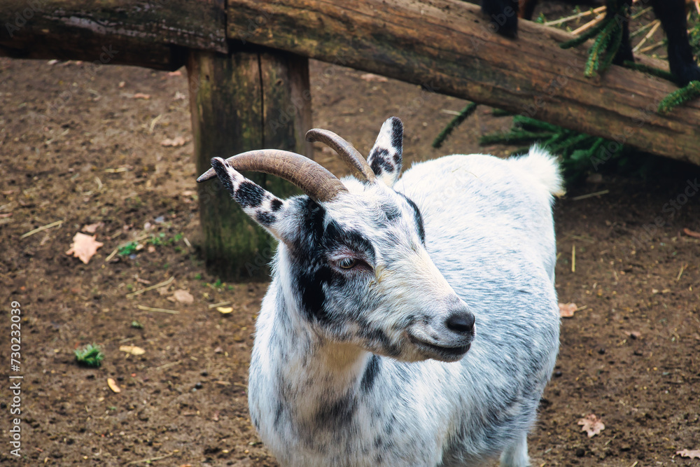 Close up Portrait of a Goat - Capra Aegagrus Hircus - Goat - Cute - Funny - Portrait - Meadow - High quality