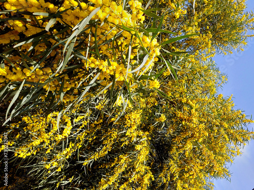 close up o f golden wat mimosa tree Acacia pycnantha, golden wattle close up in spring, bright yellow flowers, golden wreath wattle, yellow wattle, green-leafed wattle