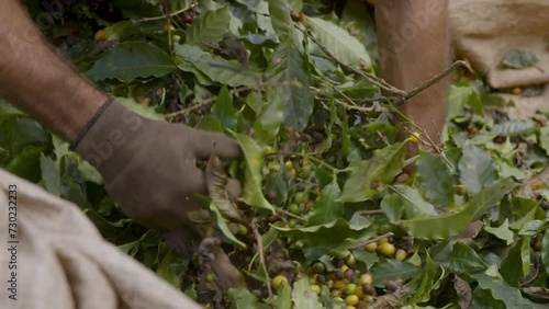Coffee bean farming and production in Brazil