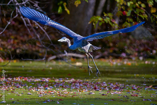 Great Blue Heron, Area herodias,  Allendale,NJ USA photo