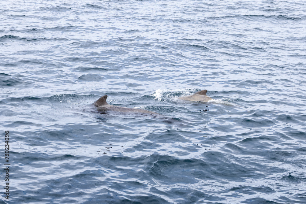 Fototapeta premium A serene capture of a pilot whale calf alongside its mother, swimming in the cool, undulating waters of the Norwegian Sea near Andenes, Norway