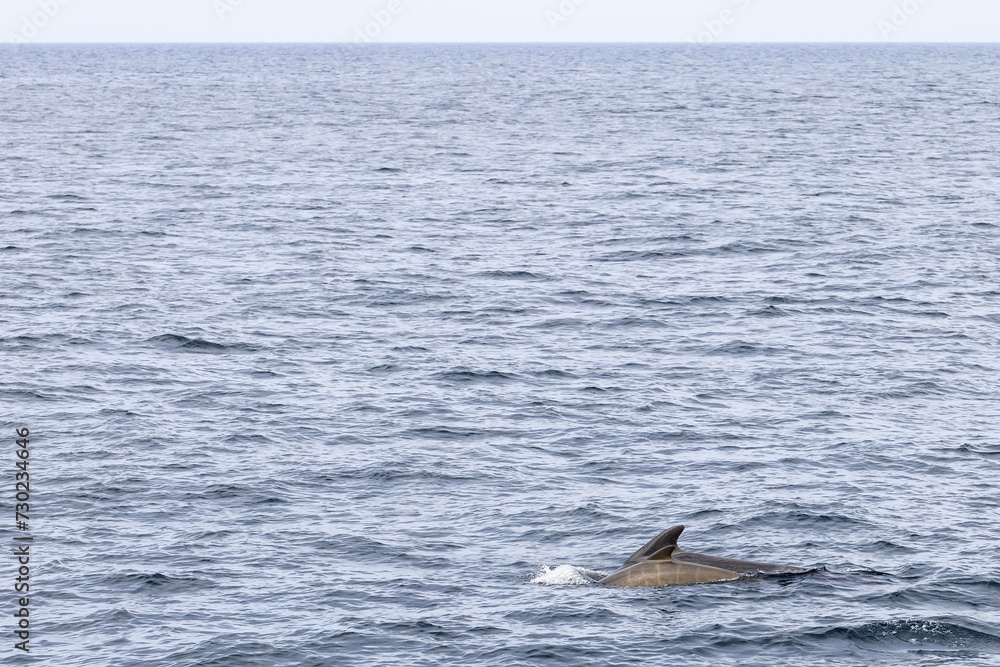 Obraz premium A serene seascape showcasing a pilot whale calf gliding alongside its mother near Andenes, under a soft, overcast sky