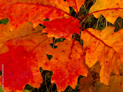 Red autumnal leaves as nature background.