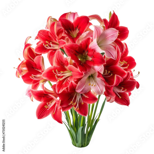 flower - Carmine Red . Amaryllis: Pride and determination