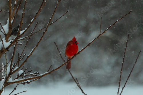 This beautiful red cardinal was perched in the limbs of a peach tree. No leaves were on the branches due to the winter season. Snow was clinging to everything making this a white wonderland.