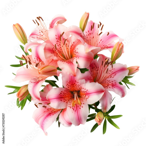 flower - Carnation Pink.Alstroemeria: Friendship and mutual support