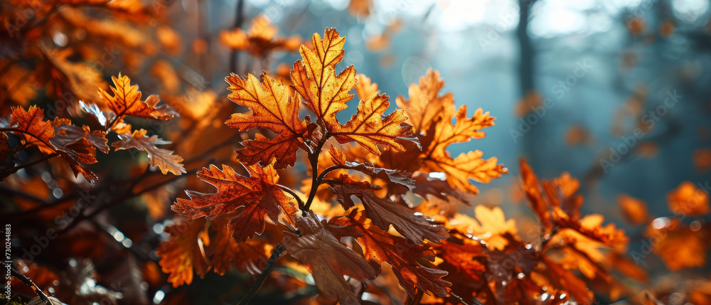 Autumn leaves glow in the soft golden light of the setting sun Autumn leaves glow in the soft golden light of the setting sun