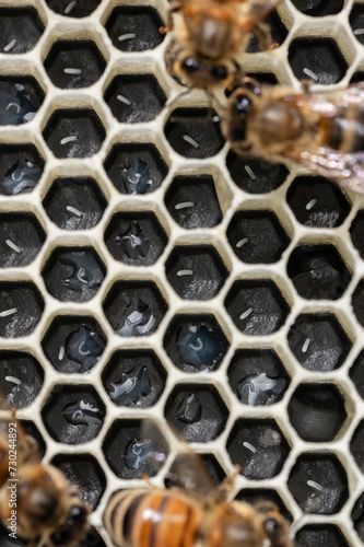 Honey bee eggs and young larva on brood frame