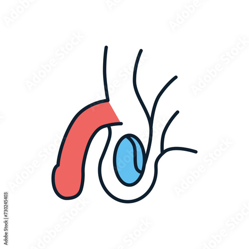 Male Reproductive System Related Vector Line Icon. Isolated on White Background. Editable Stroke