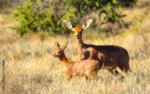 Steenbok ewe and her lamb (Raphicerus campestris), Karoo National Park, Western Cape, South Africa. photo