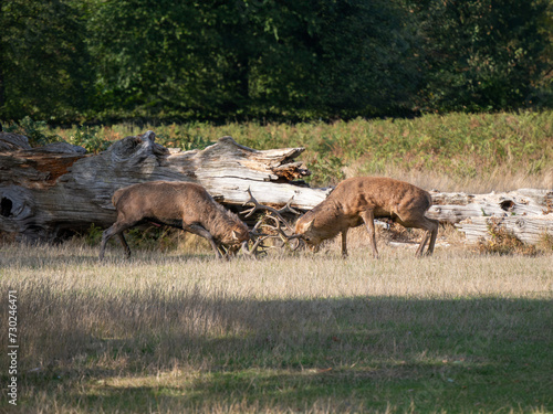 Red Deer Bellowing After Fighting During the Rut