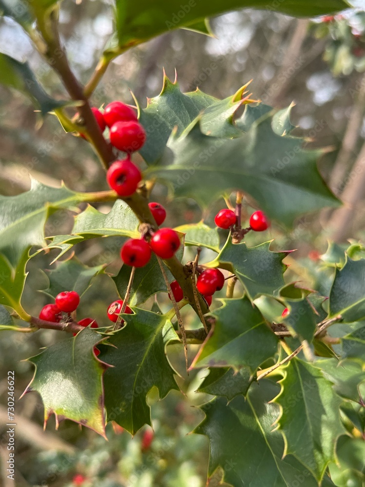 Fototapeta premium Winter Holly with Bright Red Berries