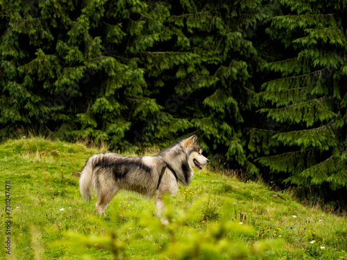 Malamute dog in a forest clearing among fir trees.