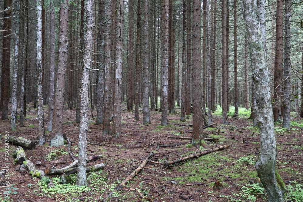 The forest of the Anterselva lake in Alto Adige, Sudtirol, South Tyrol, Italy The forest of the Anterselva lake in Alto Adige, Sudtirol, South Tyrol, Italy