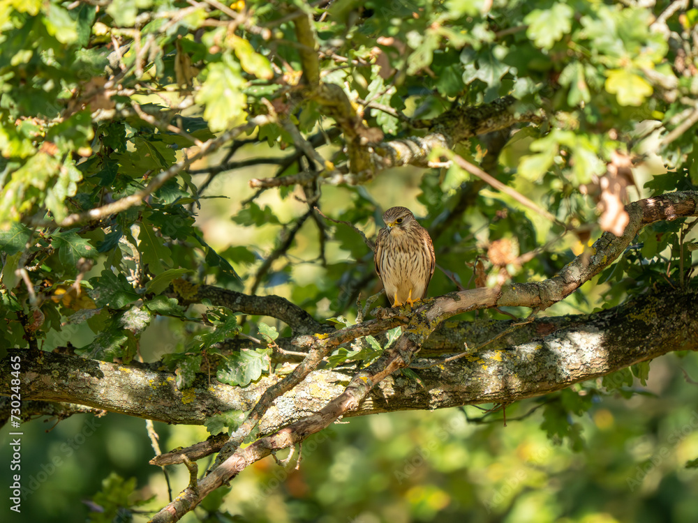 Kestrel Perched in a Tree
