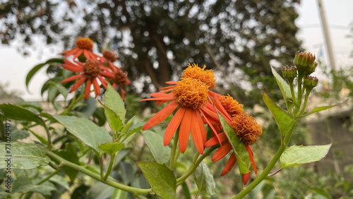 Flowers of Mexican Flame Vine (Pseudogynoxys chenopodioides) Orange flower Pseudogynoxys
 photo