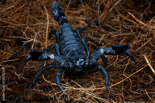 Black scorpion is raising its tail, ready to attack