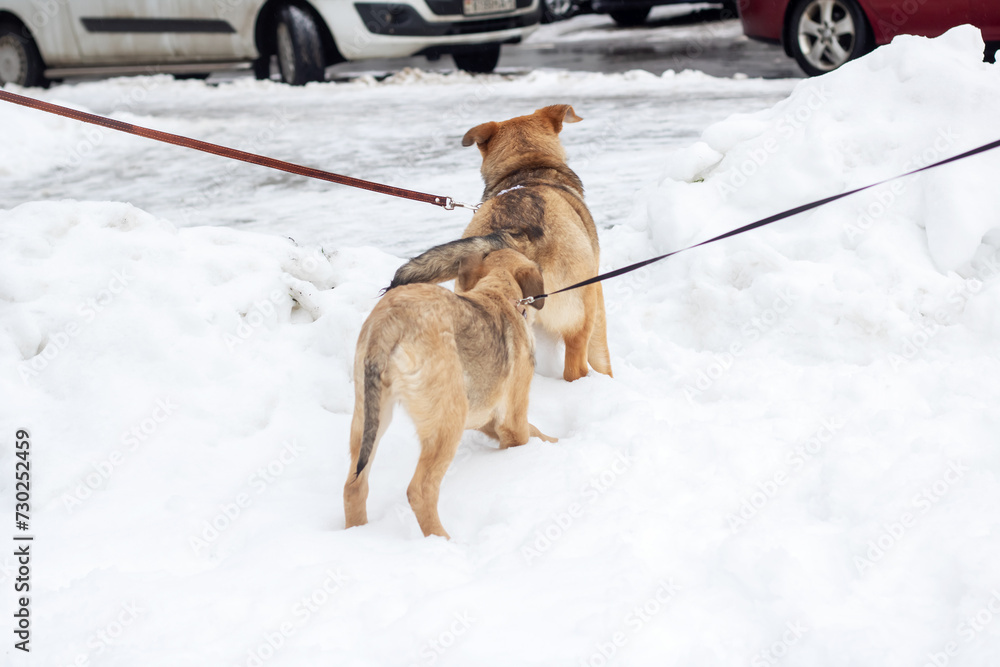 Naklejka premium Two brown puppies playing in the snow