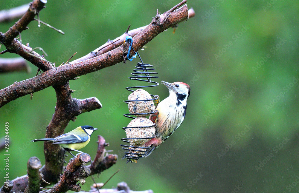 The middle spotted woodpecker hangs on the tallow ball and eats them together with the tits around
