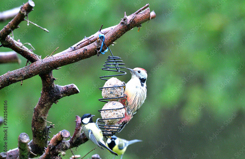 The middle spotted woodpecker hangs on the tallow ball and eats them together with the tits around