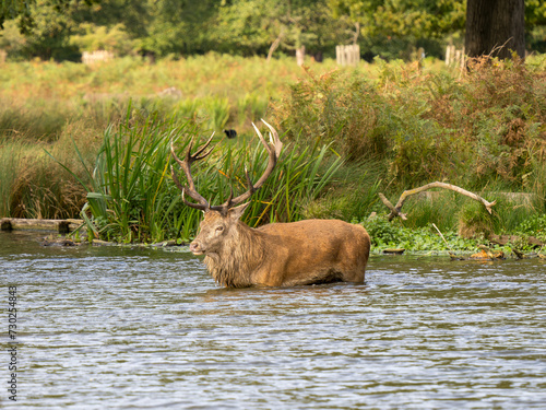 Red Deer in a Lake