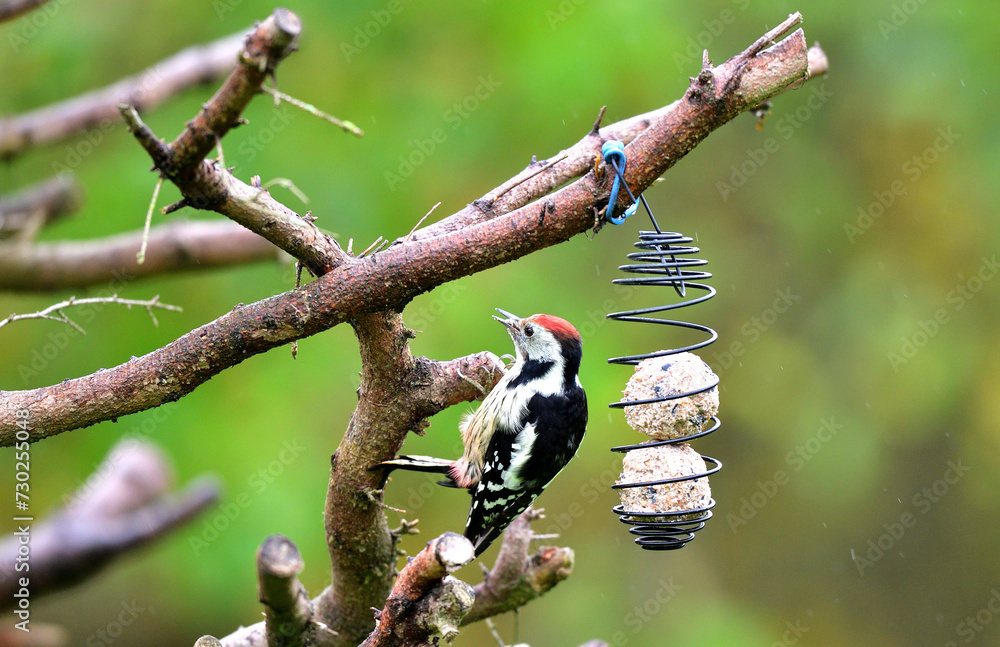 The middle spotted woodpecker eating sunflowers from the hanging tallow ball