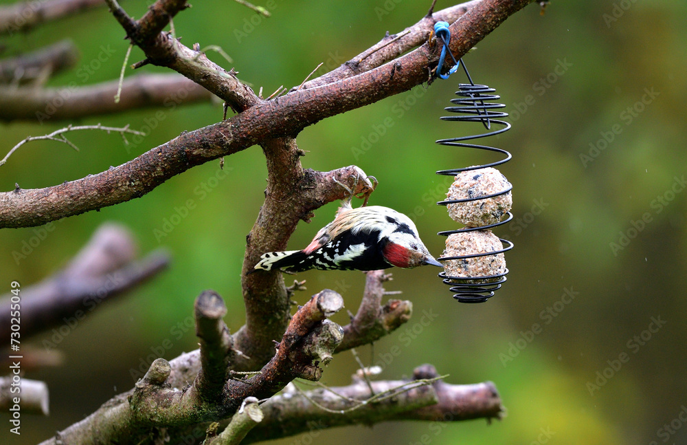 The middle spotted woodpecker hangs on the tallow ball and eats them together with the tits around