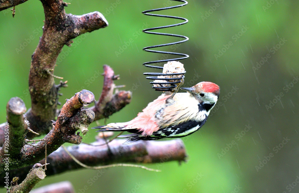 The middle spotted woodpecker eating sunflowers from the hanging tallow ball